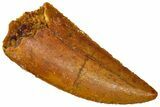 Serrated Raptor Tooth - Real Dinosaur Tooth #361003-1